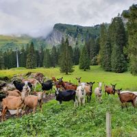 Ziegen in der Gerschni-Alp 2.